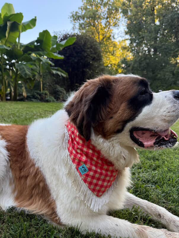 Boyfriend Plaid Fringe Dog Bandana