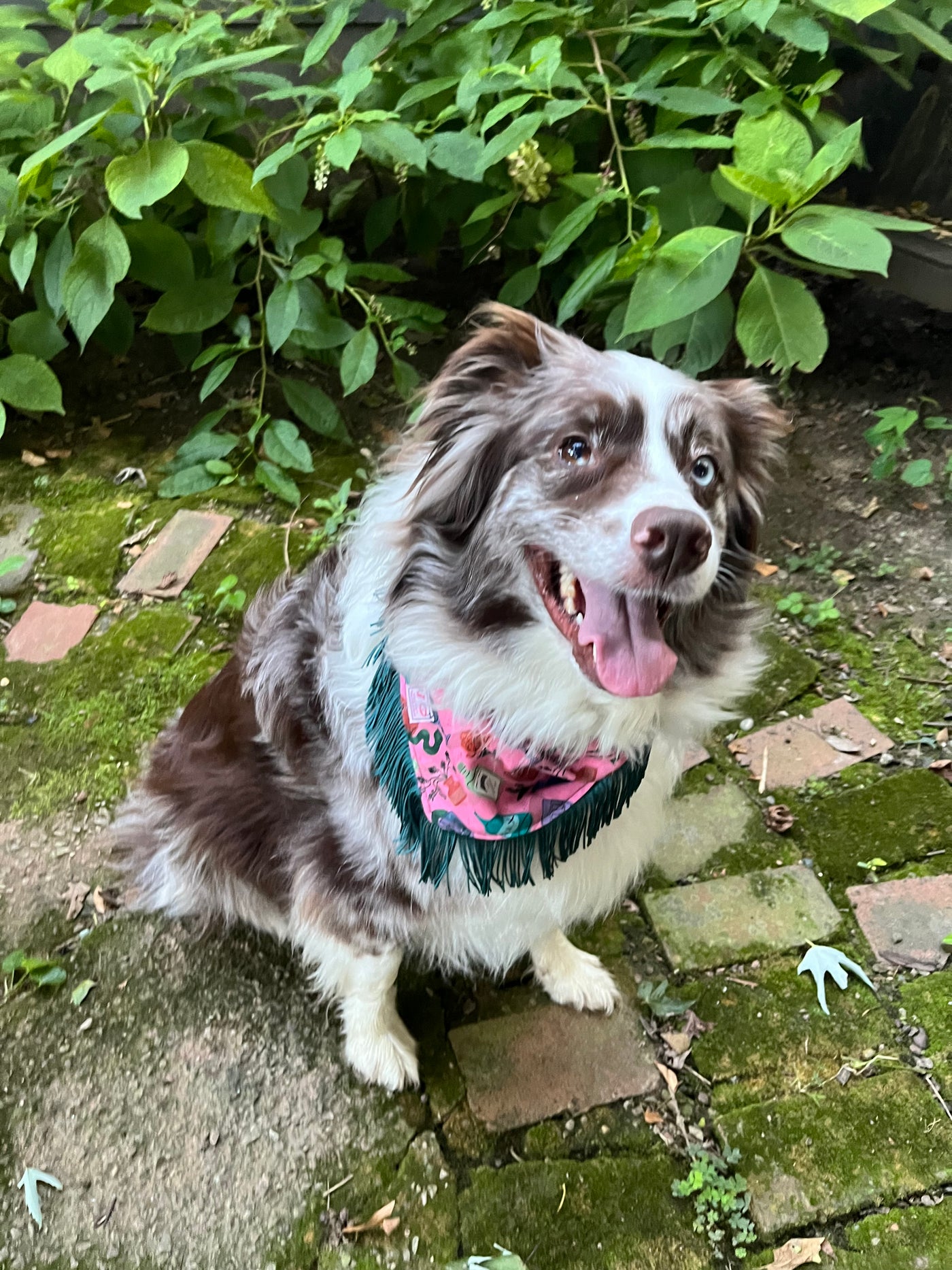 Potion Halloween Fringe Dog Bandana