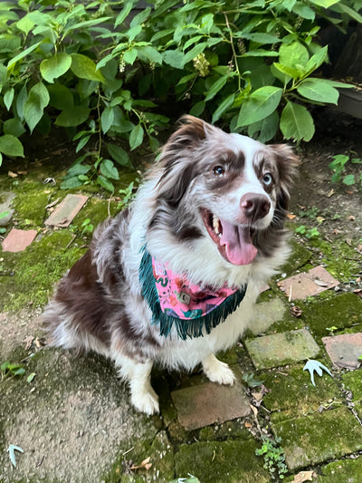 Potion Halloween Fringe Dog Bandana