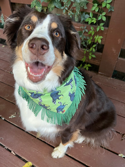 Silly Raccoons Fringe Dog Bandana