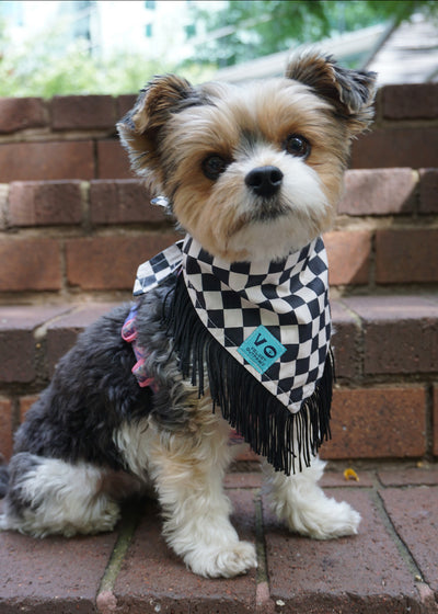 Black & White Checker with Black Fringe Dog Bandana