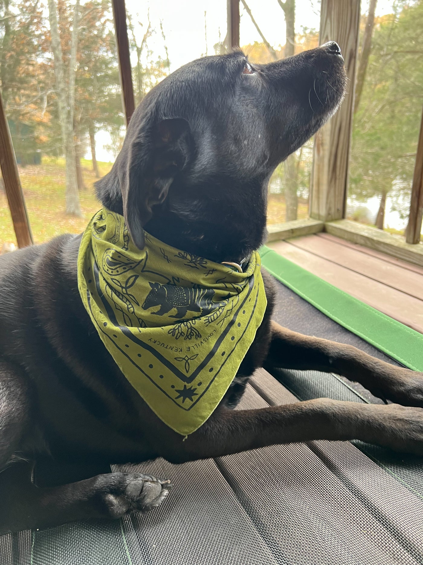 Triangle Armadillo Bandana