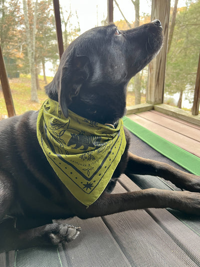 Triangle Armadillo Bandana