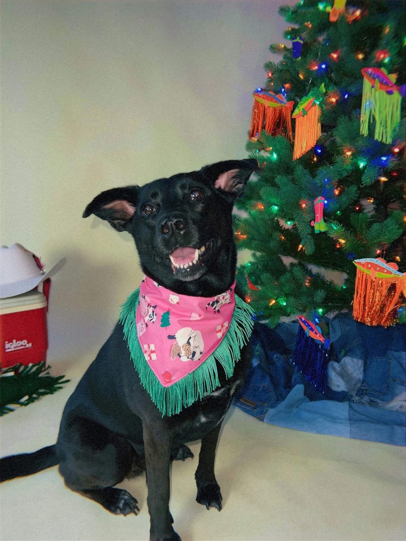 Raccoon Holiday Christmas Fringe Pet Bandana