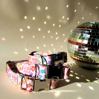 Rainbow Candy Party Dog Collar