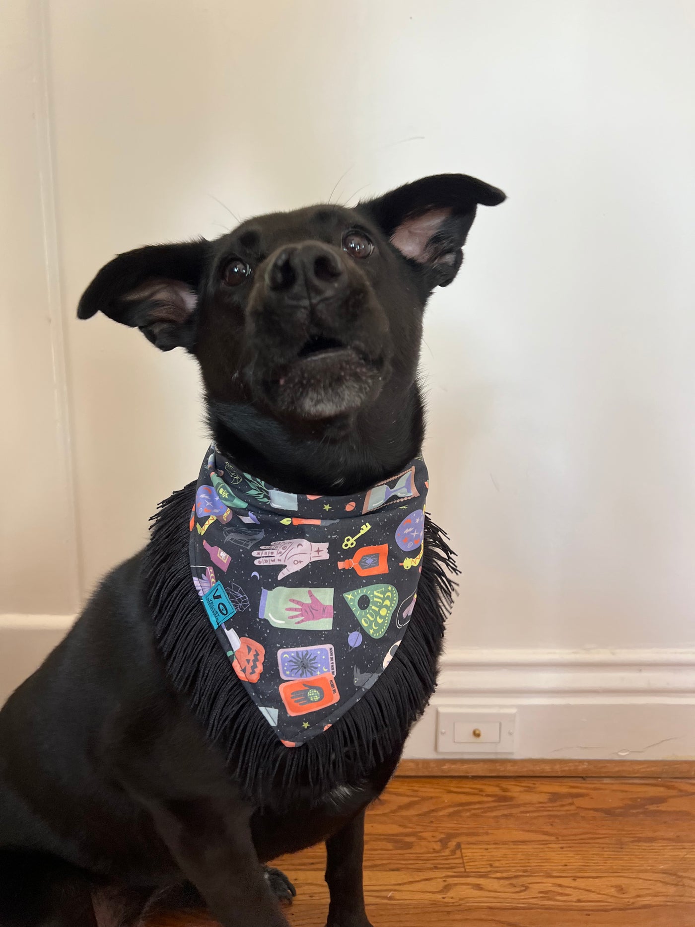 Mystic Witch Halloween Pet Bandana