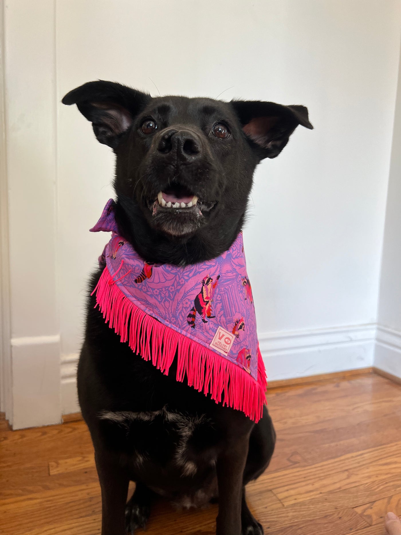 Purple Feral Racoons Dog Bandana