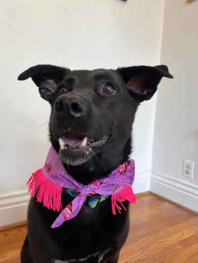 Purple Feral Racoons Dog Bandana