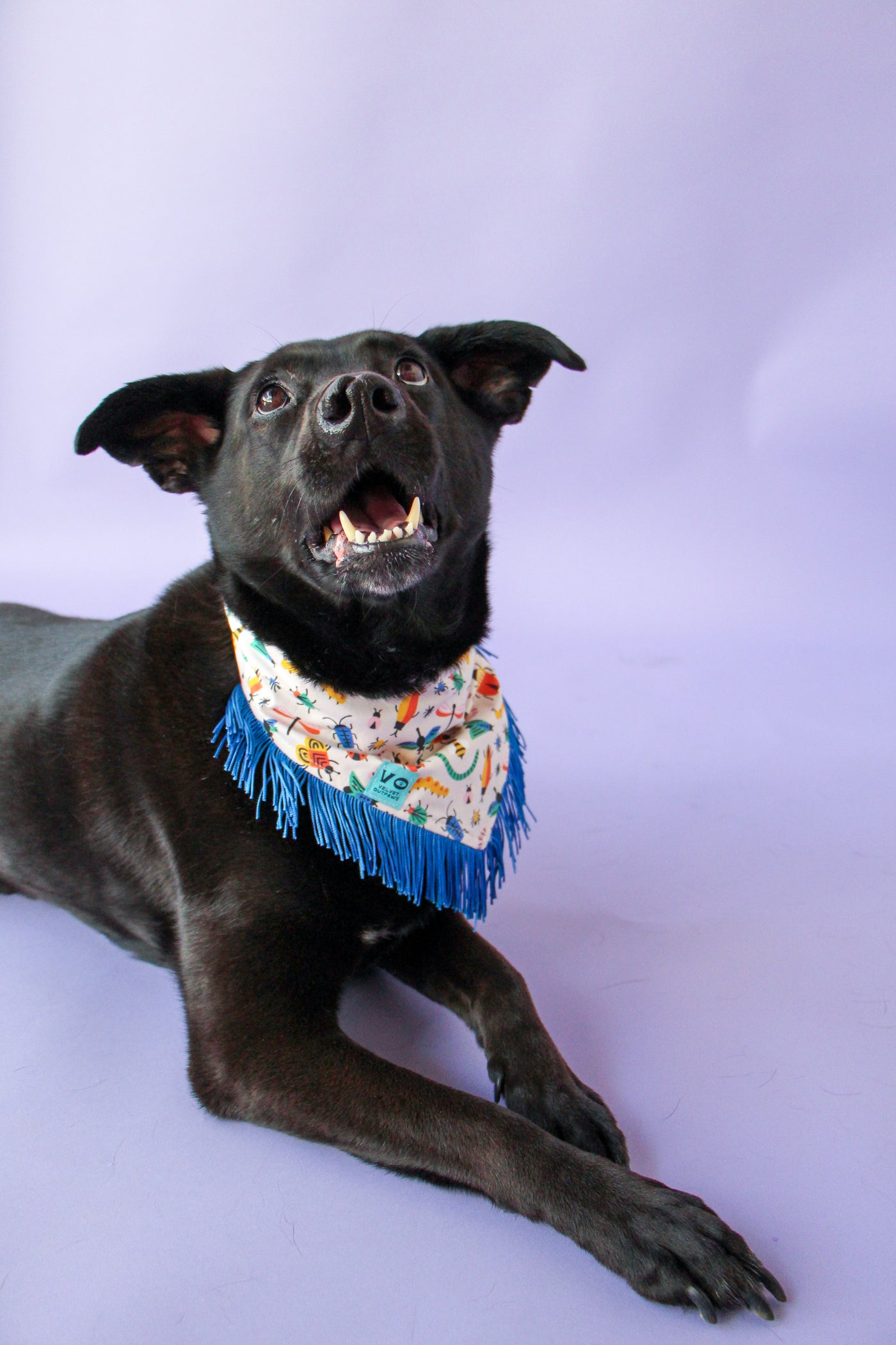 Bugs with Blue Fringe Dog/Cat Bandana