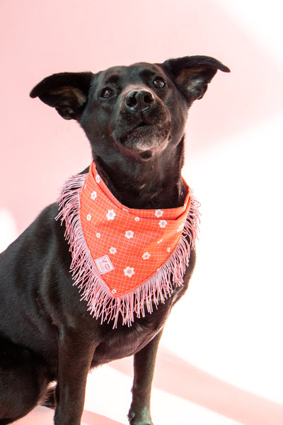 Groovy Floral with Pink Fringe Dog Bandana