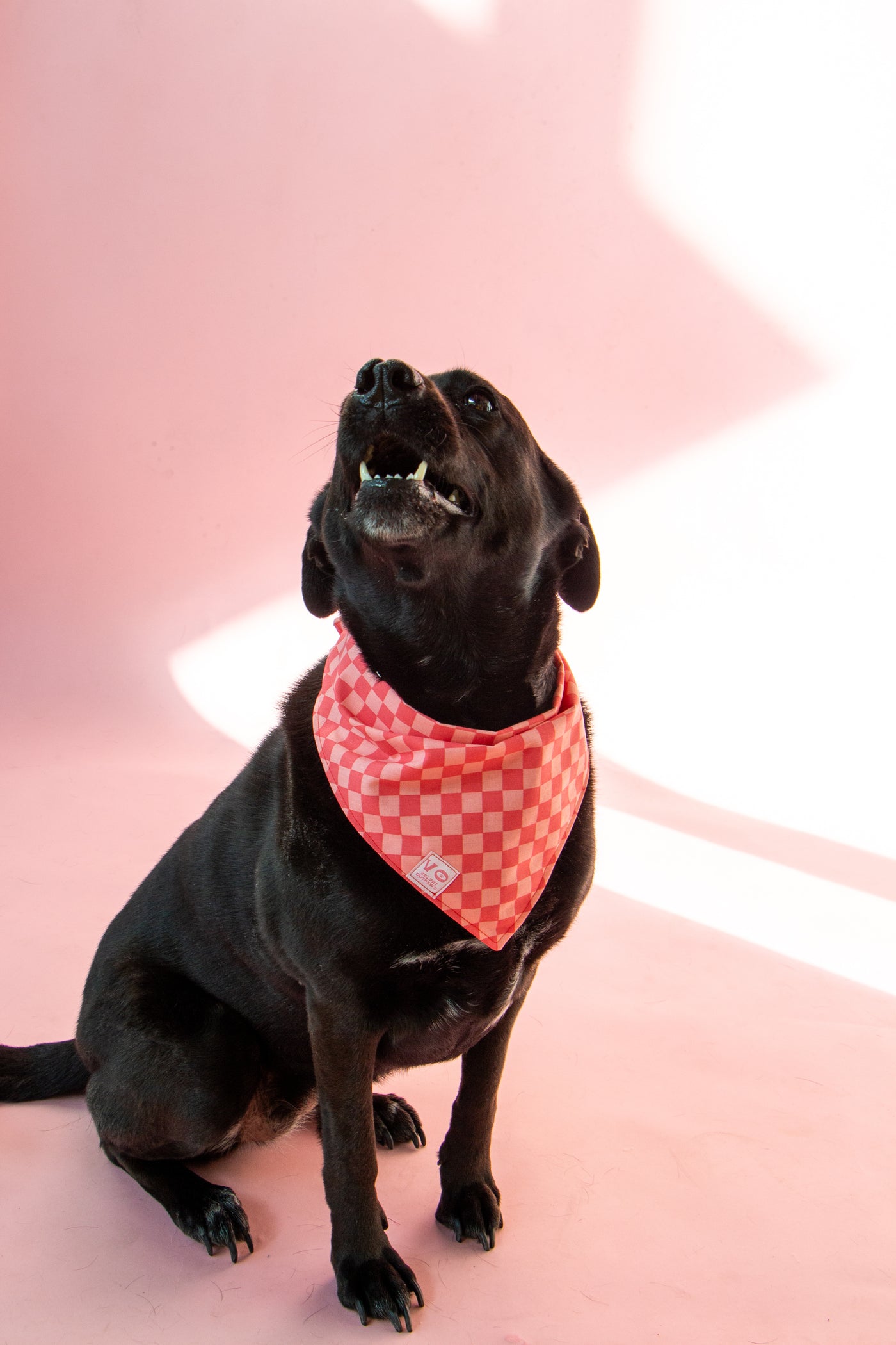 Pink Checker Pet Bandana