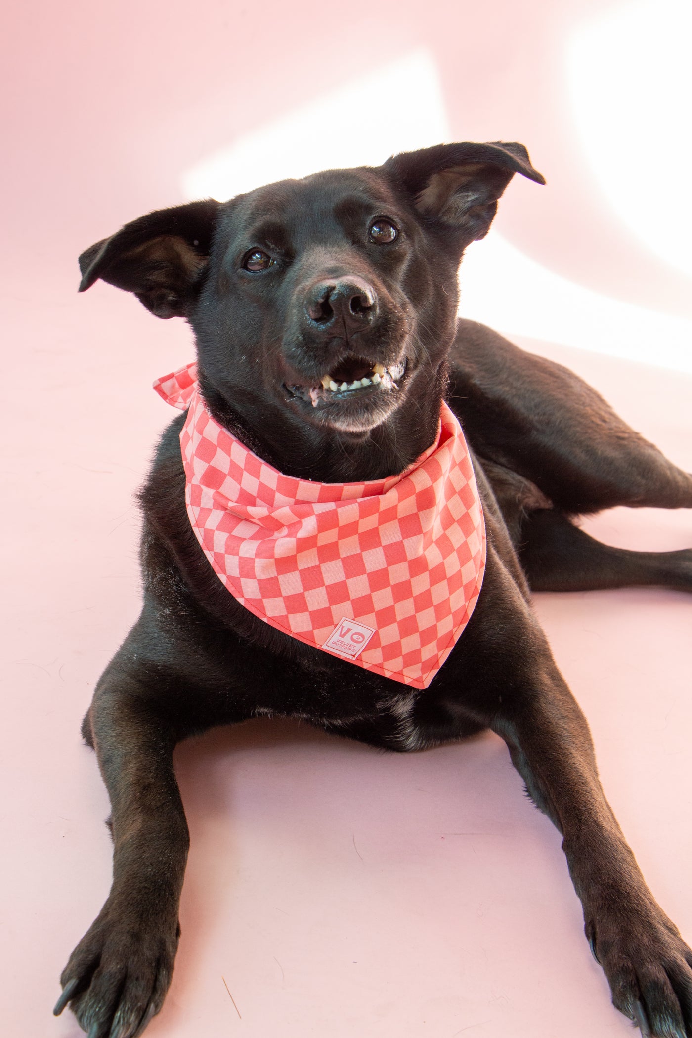 Pink Checker Pet Bandana