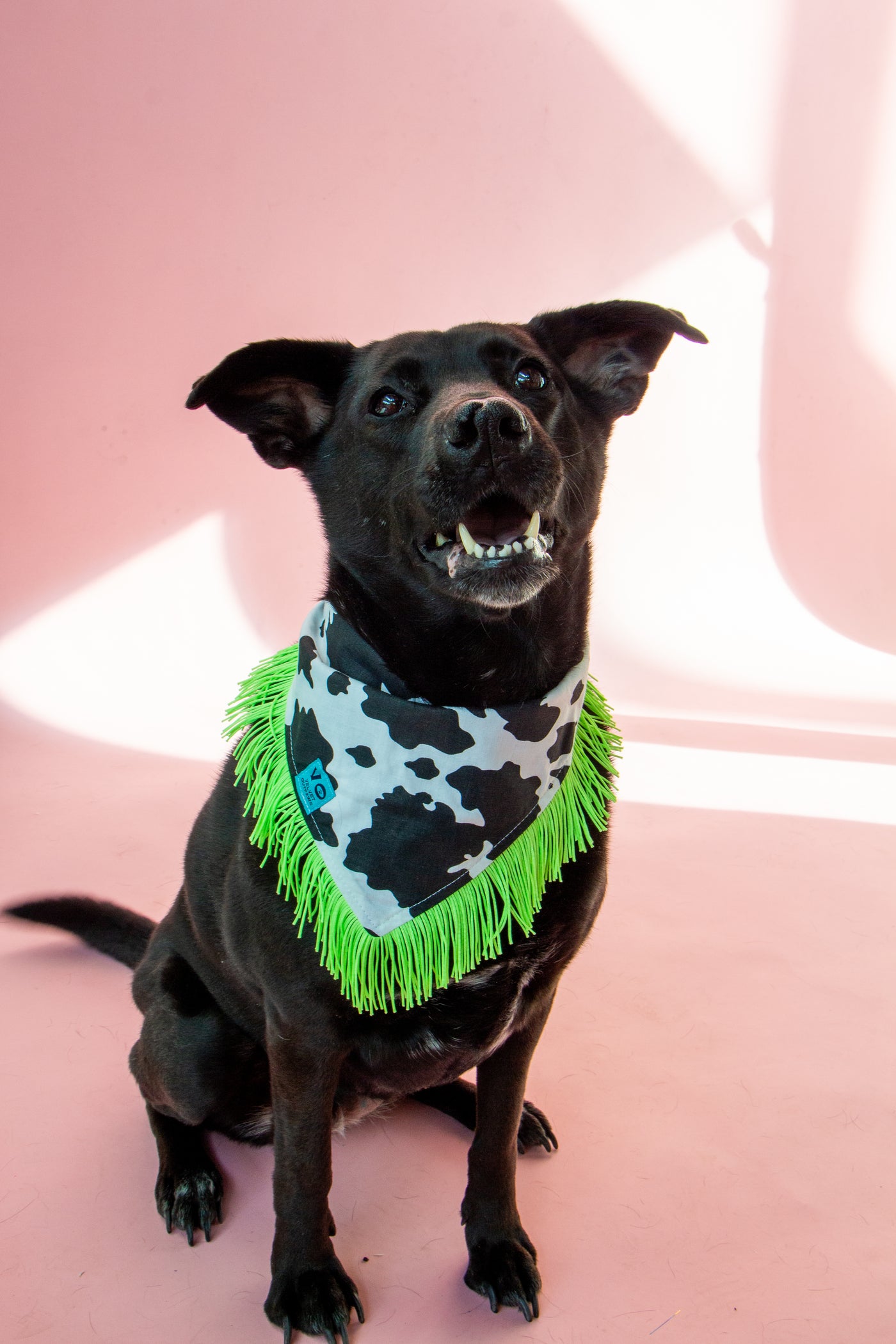 Cow Print with Lime Green Fringe Pet Bandana