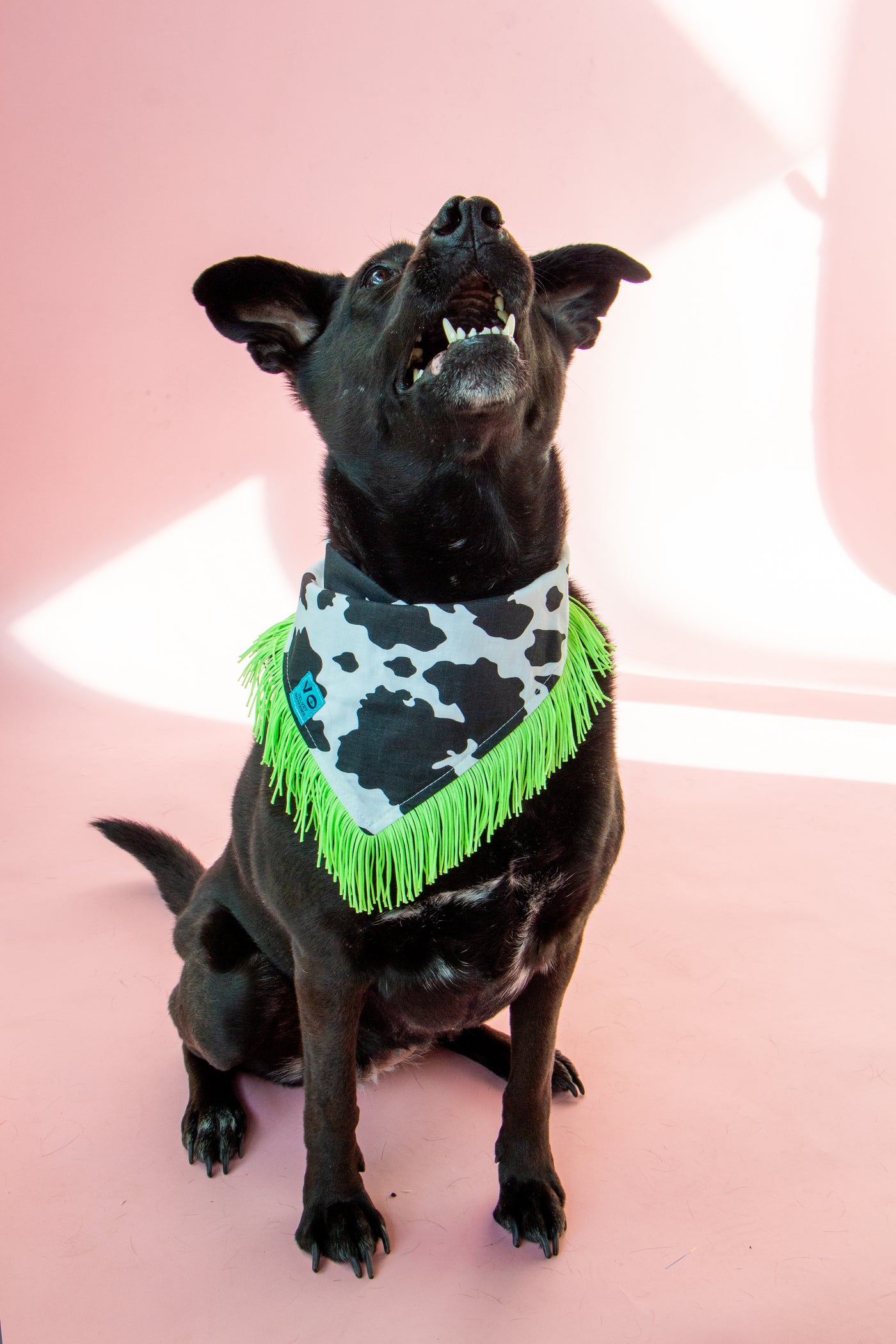 Cow Print with Lime Green Fringe Pet Bandana