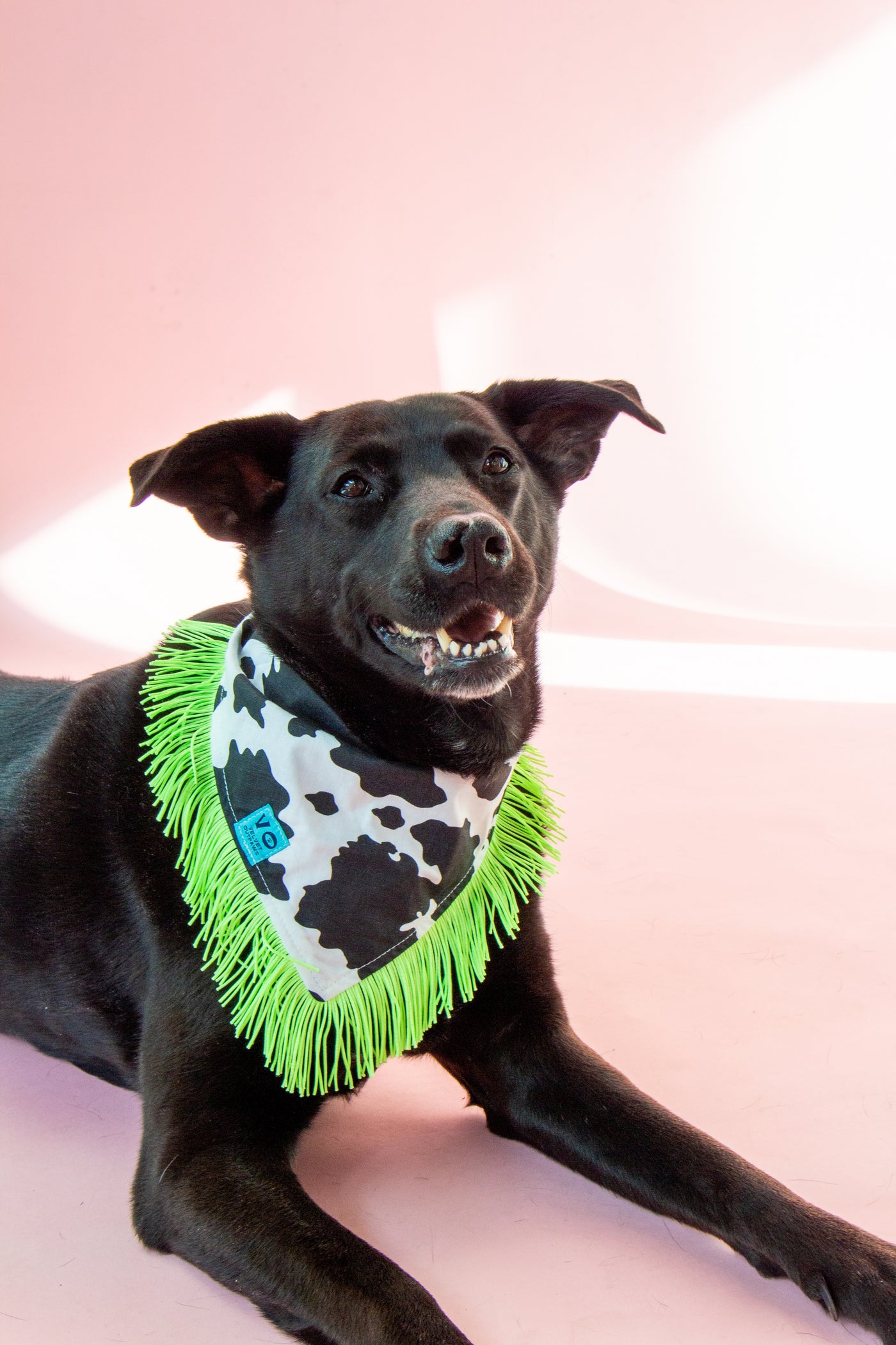 Cow Print with Lime Green Fringe Pet Bandana