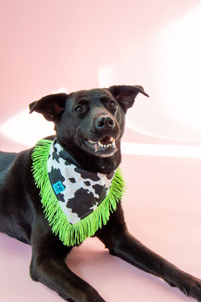 Cow Print with Lime Green Fringe Pet Bandana