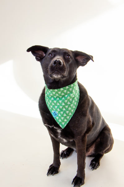 Spring Green Fern Dog Bandana