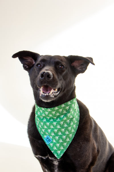 Spring Green Fern Dog Bandana