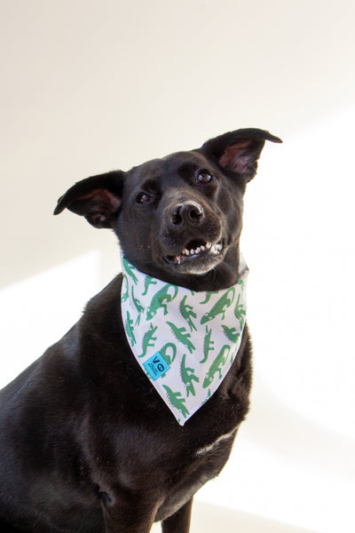 Lil Gators Dog Bandana