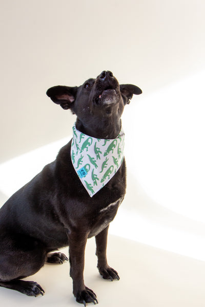 Lil Gators Dog Bandana