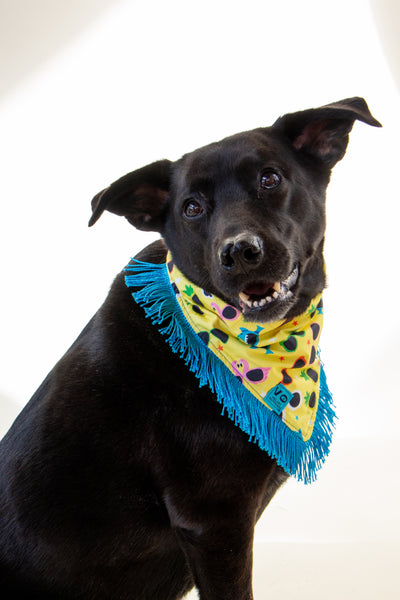 Tropical Sunnies with Metallic Blue Fringe Dog Bandana