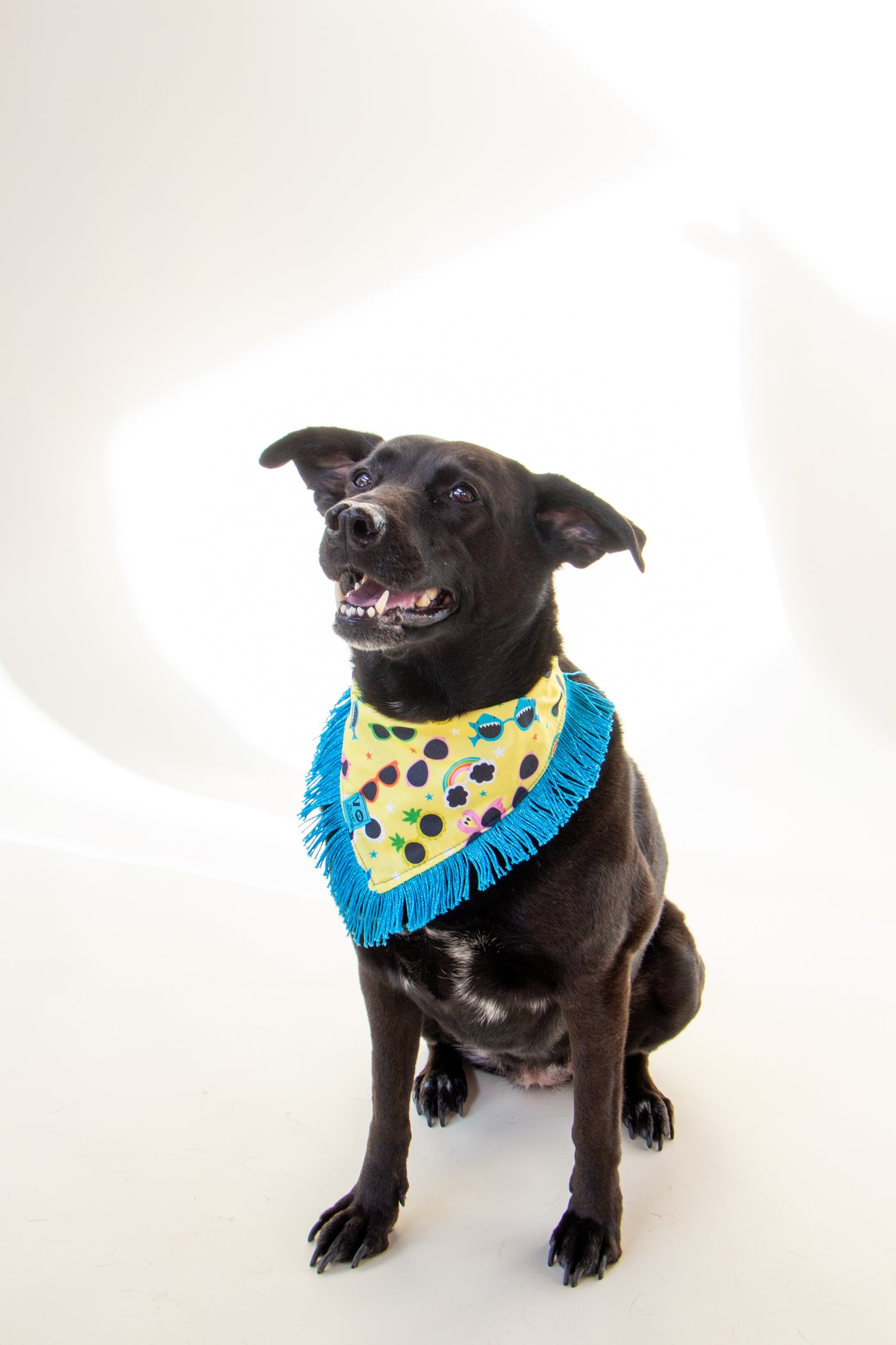 Tropical Sunnies with Metallic Blue Fringe Dog Bandana