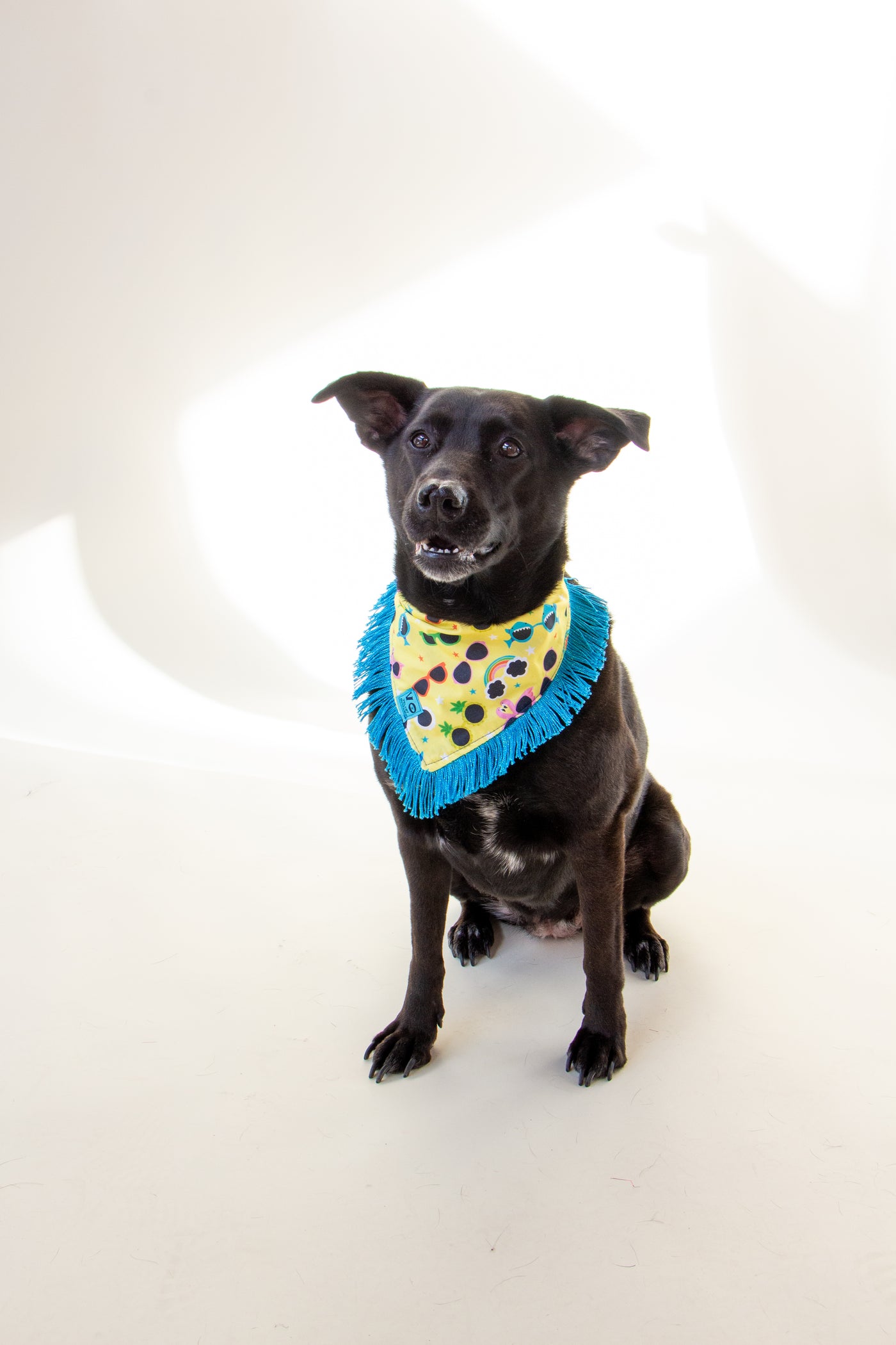 Tropical Sunnies with Metallic Blue Fringe Dog Bandana