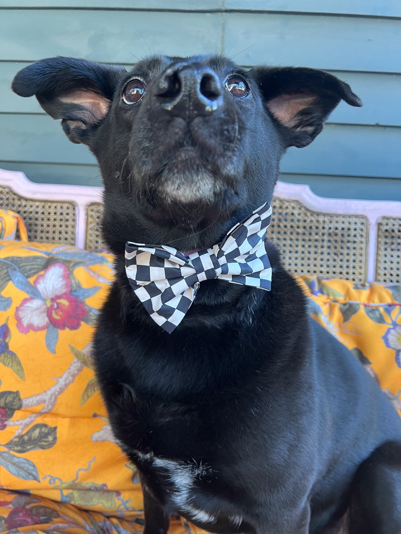 Black & White Checker Dog Bow Tie