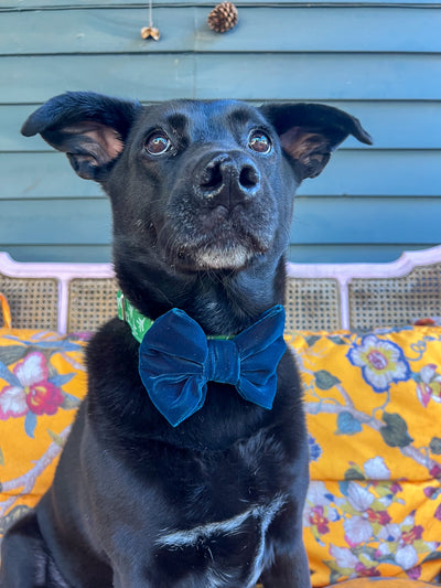 Blue Velvet Dog Bow Tie