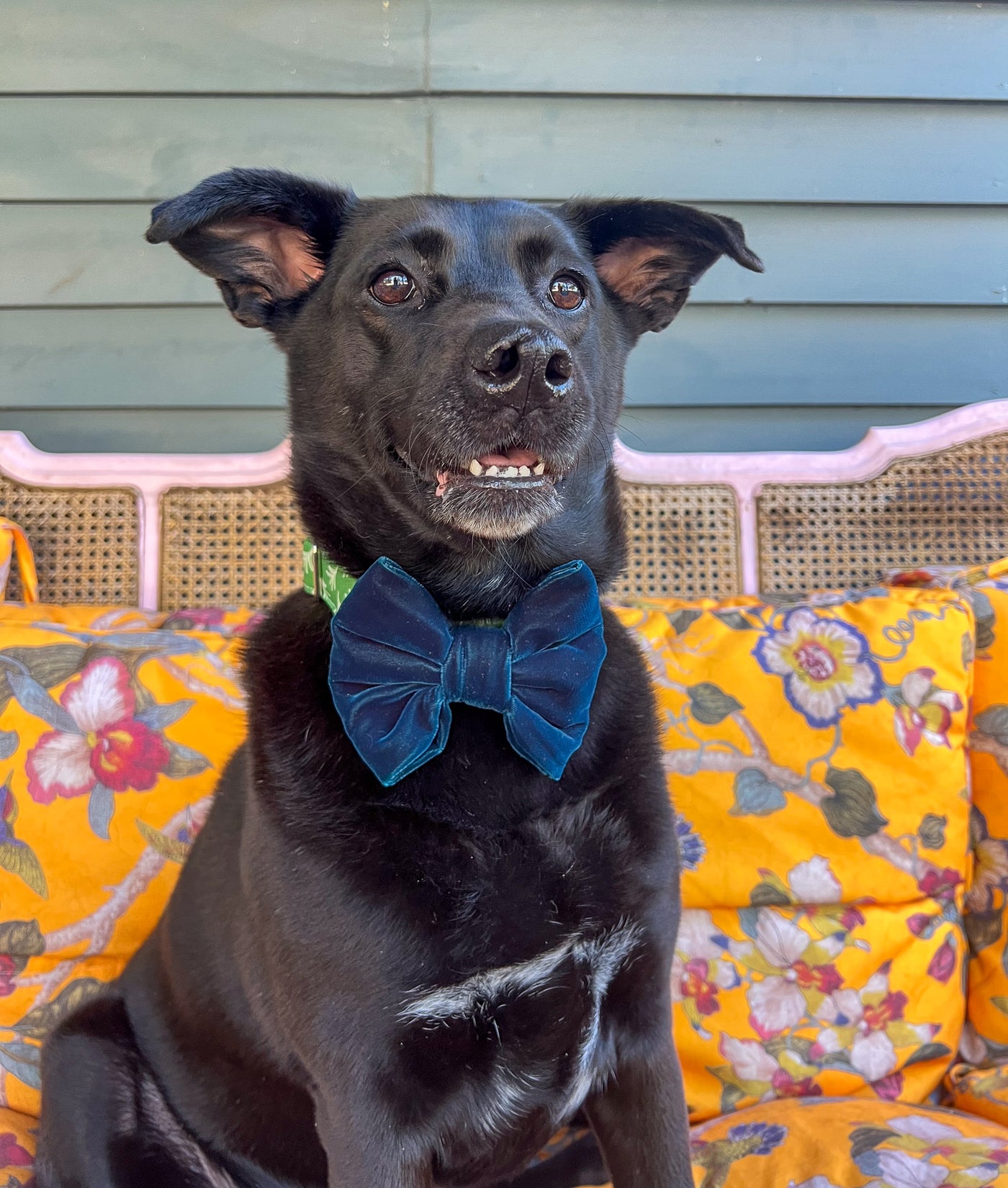 Blue Velvet Dog Bow Tie