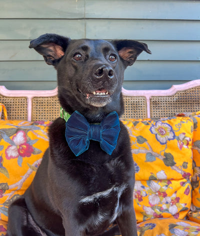 Blue Velvet Dog Bow Tie